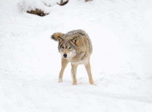 Færre ulv med ulveforliket