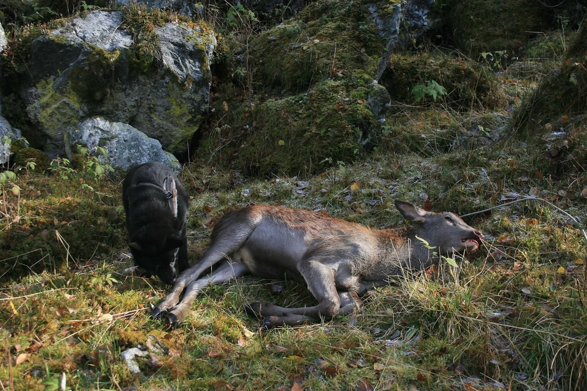 I tre vestlandskommuner kan jegerne jakte fritt på hjortekalv i år. Foto: Vebjørn Veiberg,  