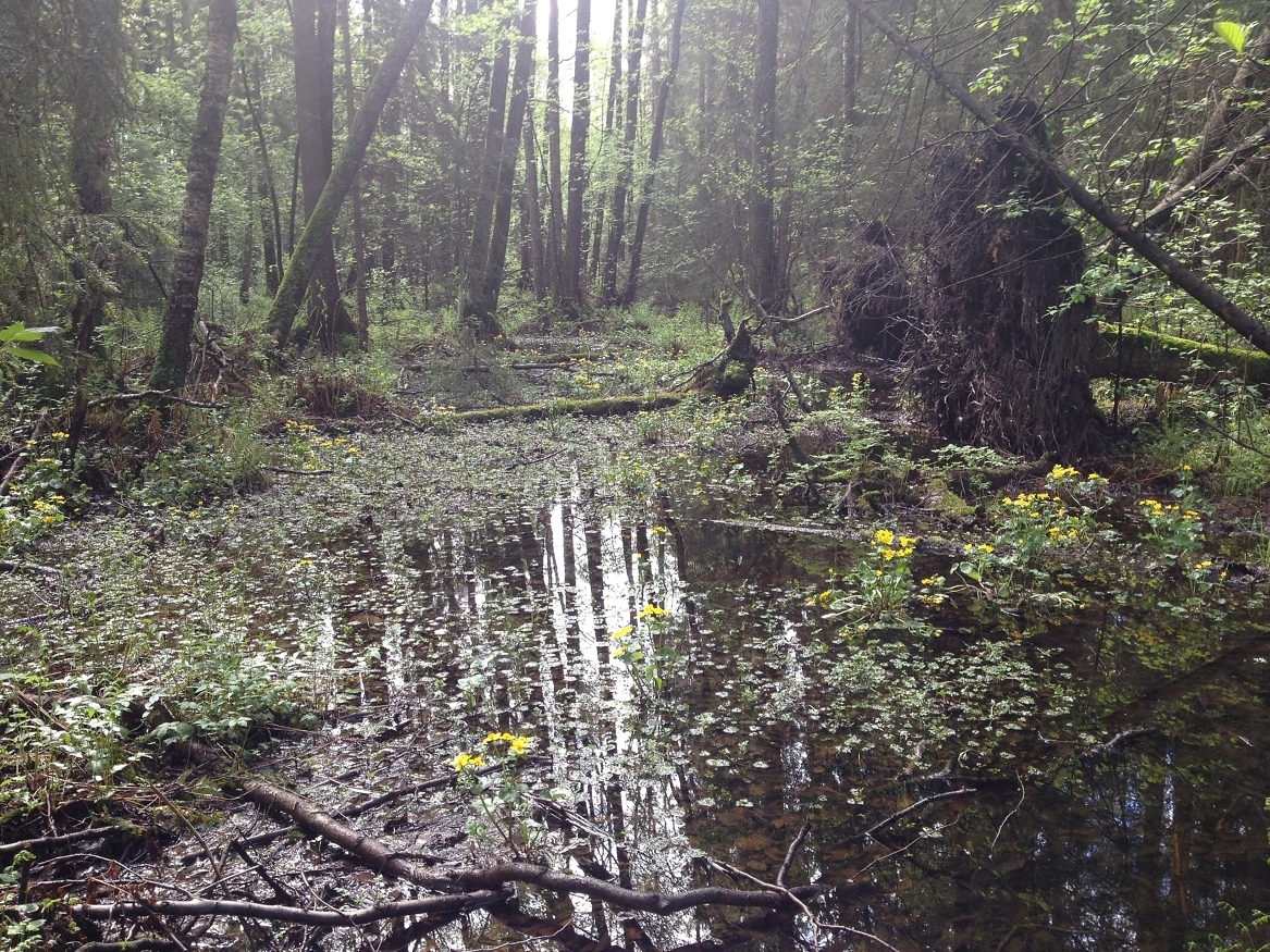 Sumpskog er en skogtype som huser mange arter og som det ønskes mer vern av. Foto: Erica Neby